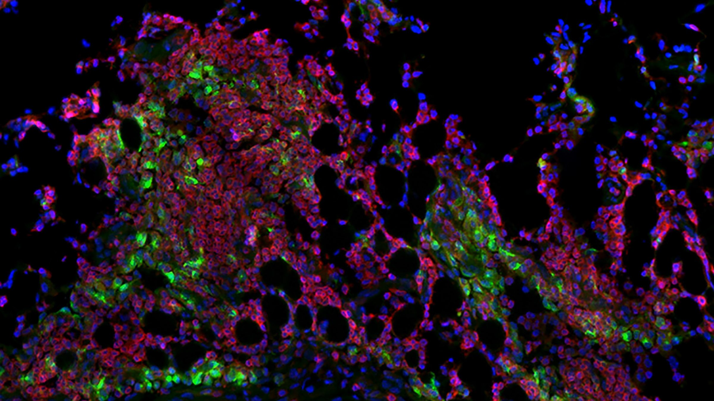 Shades of green, purple and blue particles on a black background