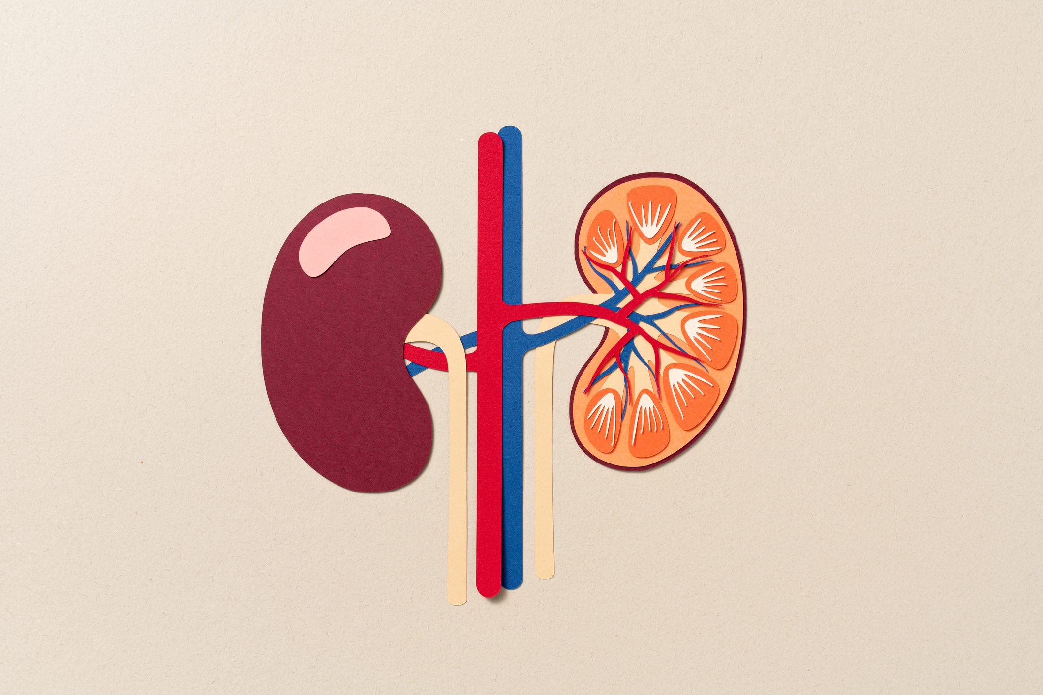 Colorful illustration of a cut-out of kidneys on a beige background