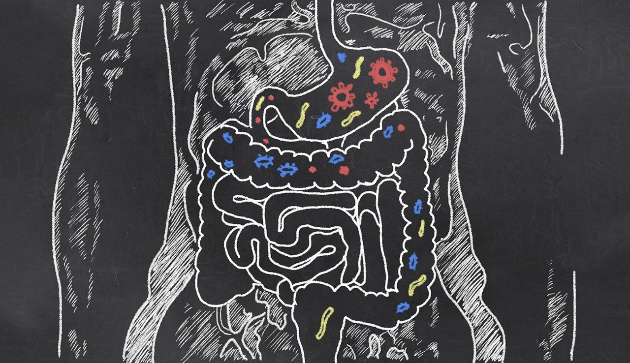 chalk sketch of the gut microbiome on a black background