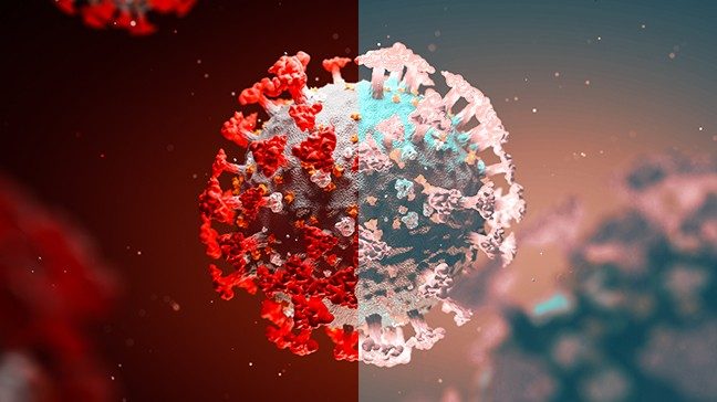 3D illustration of COVID-19 virus, with one side appearing red and one side appearing a lighter pink