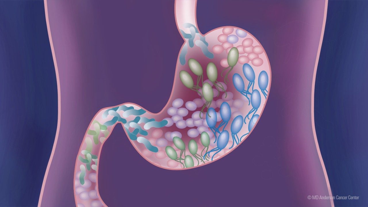 Purple illustration showing microbiome in the gut.