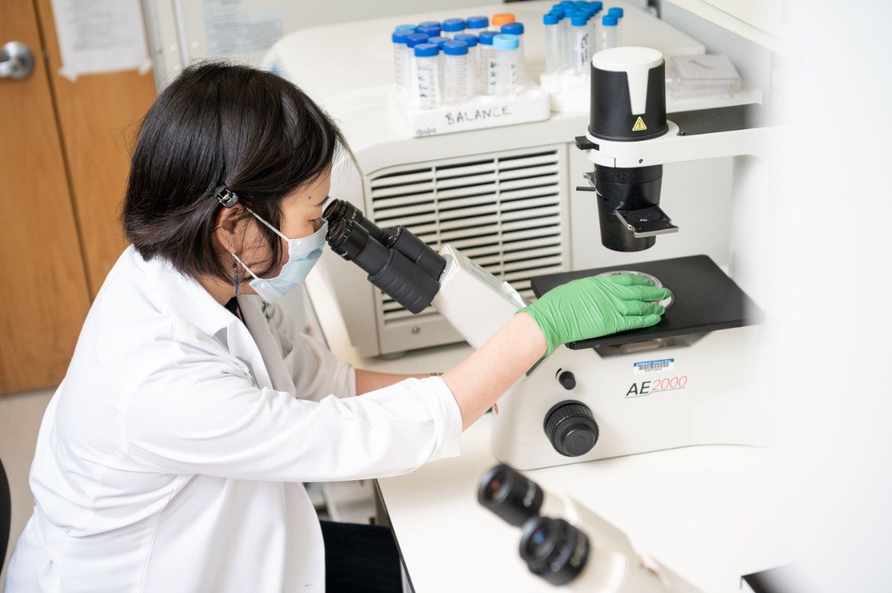 Yoko Takahashi, Ph.D., looks in a microscope in her lab at MD Anderson.