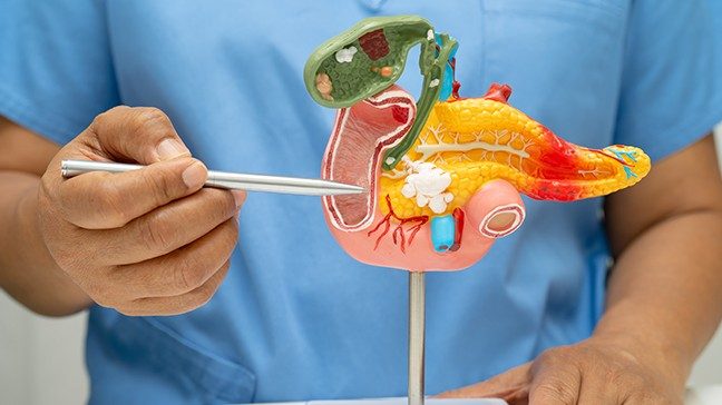 Anatomical model of the pancreas