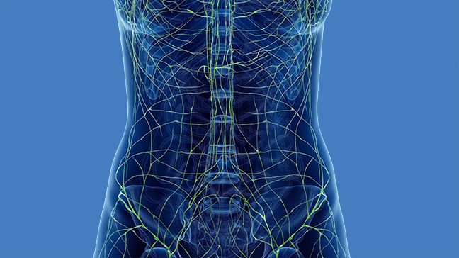 lymphatic vessels in the body