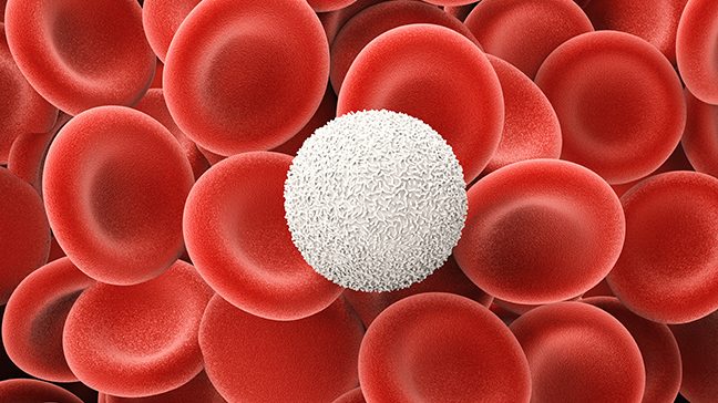 A single white blood cell amid a sea of red ones