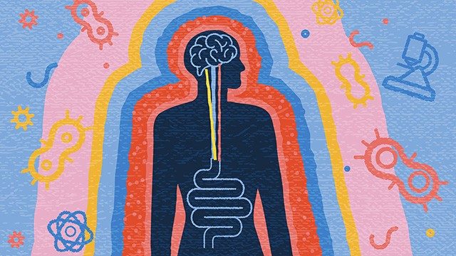 Conceptual drawing of connection between the gut and brain
