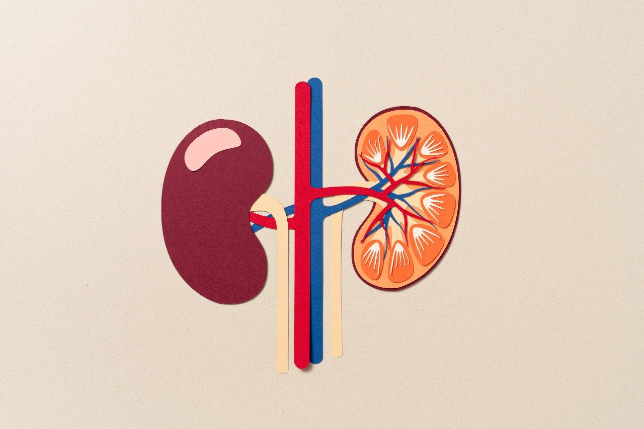 Colorful illustration of a cut-out of kidneys on a beige background