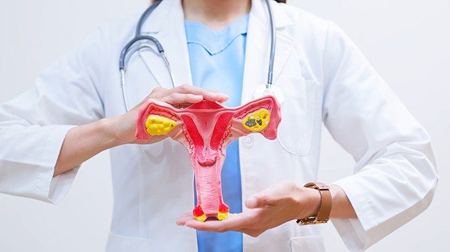 Unidentified doctor holds anatomical model of the female reproductive system