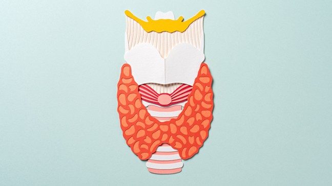 An illustration of a thyroid gland in the throat.