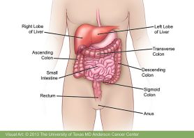 What is Colorectal Cancer? Symptoms, Risk Factors & Treatments