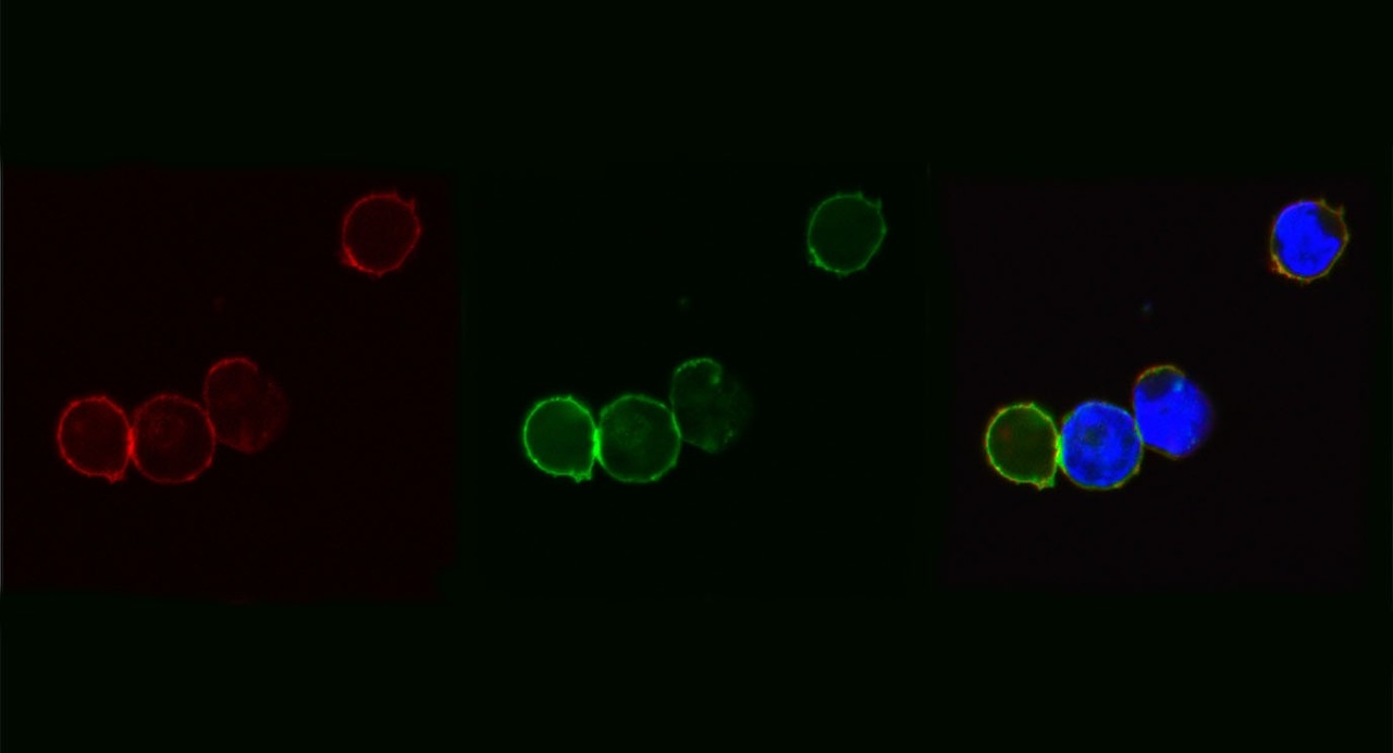 8F4 confocal resolution image