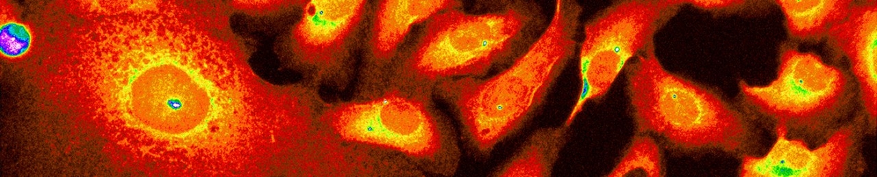 Pathology & Laboratory Medicine