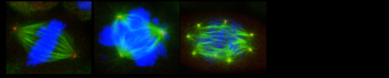 Immunotherapy research image