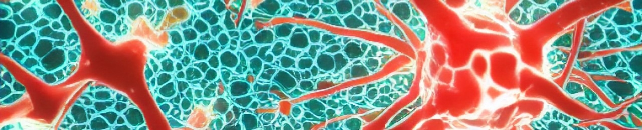 Yuan Pan Laboratory - image of neurons