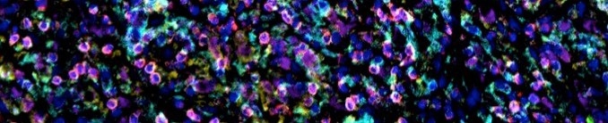 Reuben Laboratory header