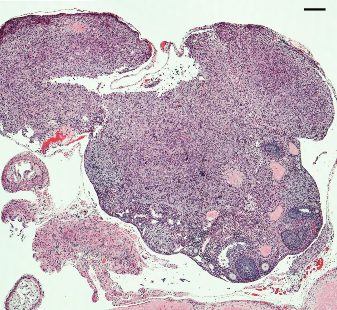 Arur lab research image, germ cell development