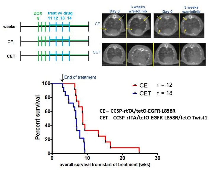 Treatment schema for CE and CET mice with erlotinib treatment. Mice were started on doxycycline, inducing EGFR-L858R and Twist1 transgene expression, at 8 weeks of age and allowed to develop tumors for 3 weeks prior to erlotinib treatment. Representative CT images from baseline and after 3 weeks of erlotinib treatment for CE and CET mice. CE mice show a decrease in tumor burden at the end of treatment compared to day 0. CET mice show a drastic increase in tumor burden despite 3 weeks of treatment. Kaplan–Meier overall survival from beginning of treatment. Median survival for CE mice was 8.7 weeks, for CET mice was 6.8 weeks. Difference in survival was statistically significant using the Mantel Cox test, P= 0.0073