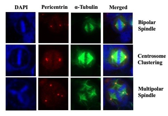 Representative images showing mitosis with normal bipolar, clustered supernumerary centrosomes and multipolar spindles. Cells were immunostained with a-tubulin (MTs, green), pericentrin (centrosomes, red), and DAPI (DNA, blue).