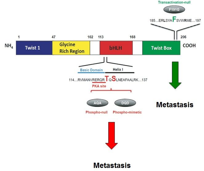 Schematic of Twist1 protein structure and the position 191 phenylalanine site-specific mutant examined. Key functional residues required for transcriptional transactivation in the Twist box, L-187, F-191, and R-195, are shown in green. The position 125 threonine (T125) and 127 serine (S127) site-specific mutants examined Twist1-AQA and Twist1-DQD. The position of the basic domain (in blue) and helix I are represented by bars above the sequence. A red bar below the sequence delineates a PKA recognition site.