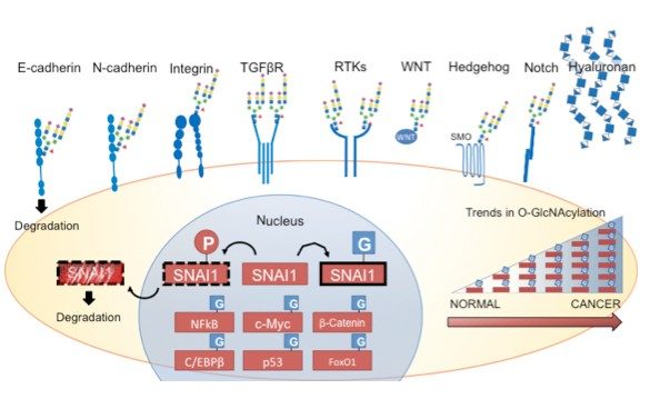 Many of the activators commonly associated with EMT are modified by glycans containing GlcNAc and are found on the cell surface. Many are also nuclear, cytoplasmic and mitochondrial proteins  modified by monosaccharides of O-linked N-acetylglucosamine (O-GlcNAc), including many transcription factors which appear to be stabilized by glycosylation.