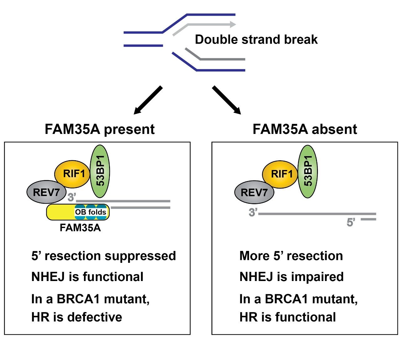 Research, Wood Lab MD Anderson Cancer Center
