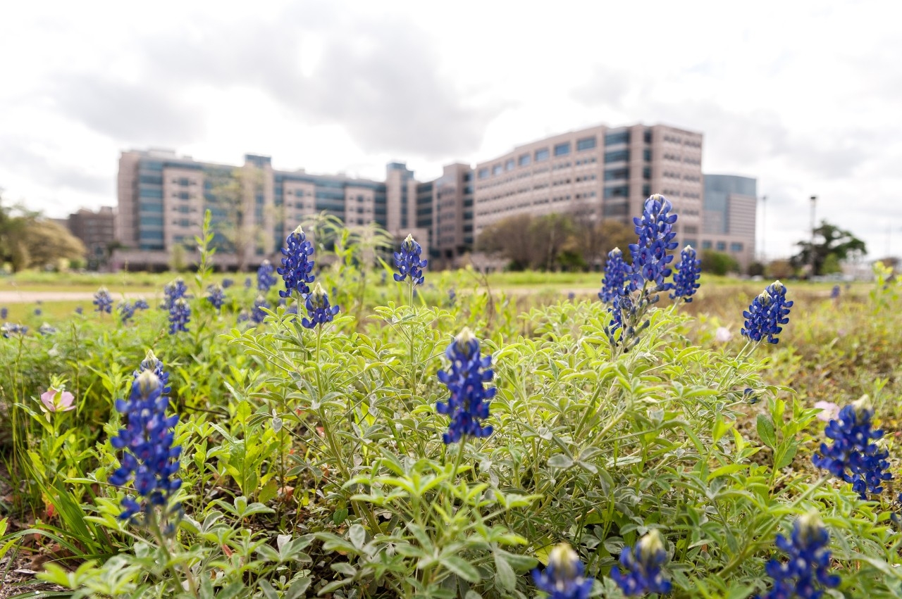 Bluebonnets in The Prairie