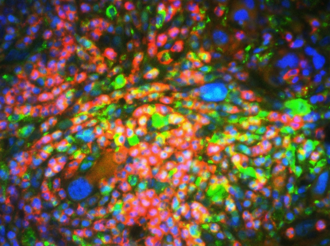 microscopy image of fluorescently labeled cells