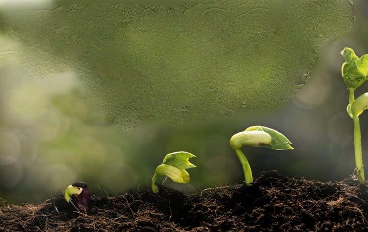 A sprout growing progressively bigger