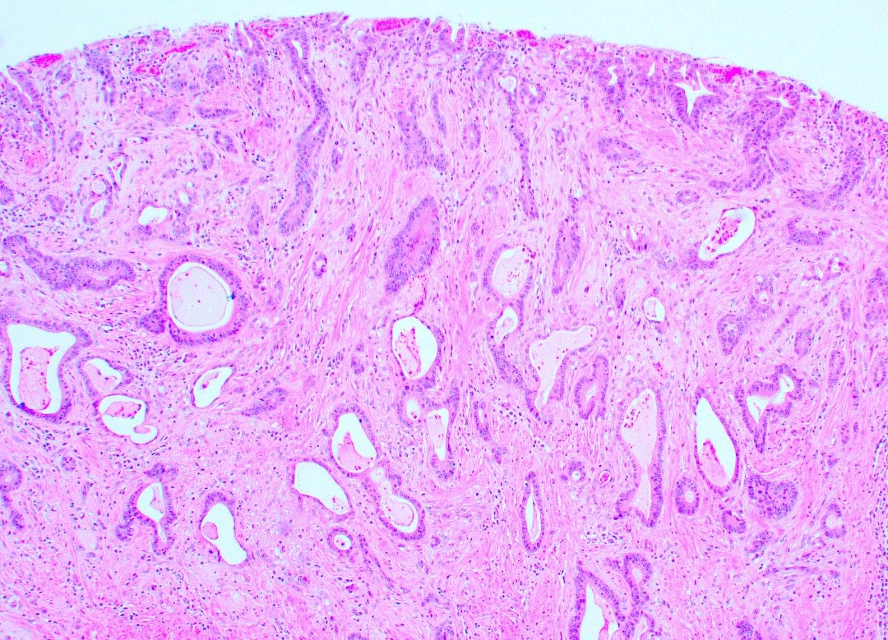 Current Research - Keeling Center for Comparative Medicine & Research ...