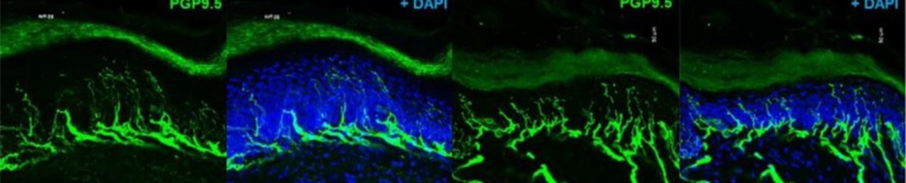 Preclinical Behavior Core