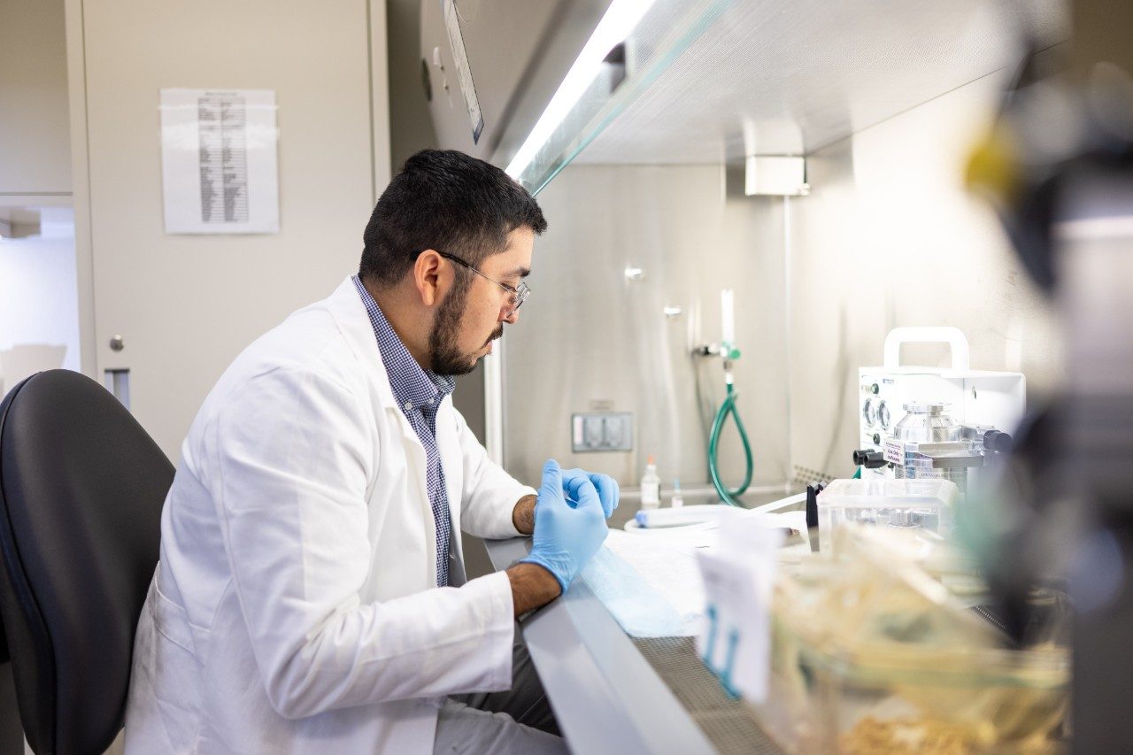 A person in a white lab coat and blue gloves is working inside a biosafety cabinet in a laboratory. The individual is handling small items on a blue absorbent pad. The cabinet has a glass shield, and lab equipment such as tubing and containers are visible inside.