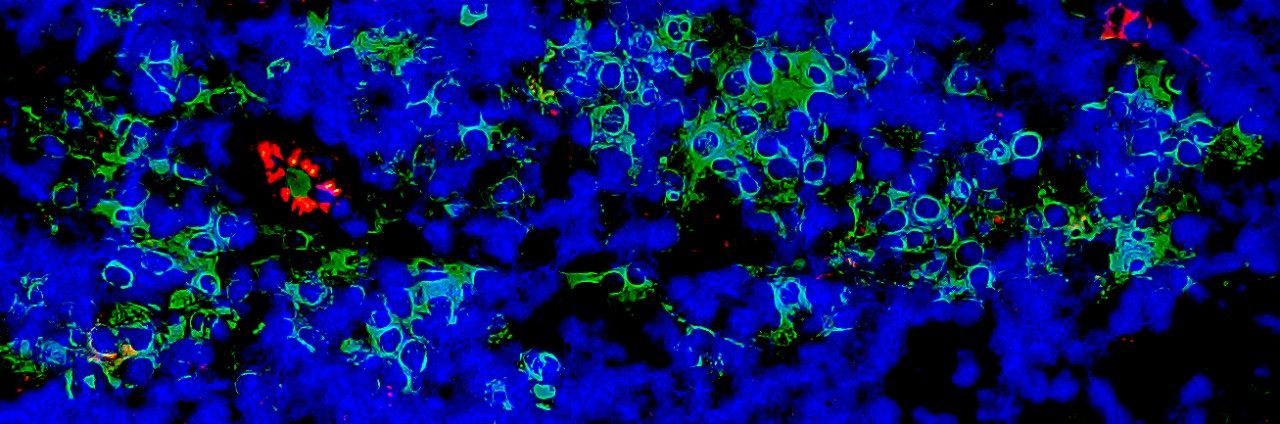 Fluorescent microscopy image showing green, blue and red structures against a black background.