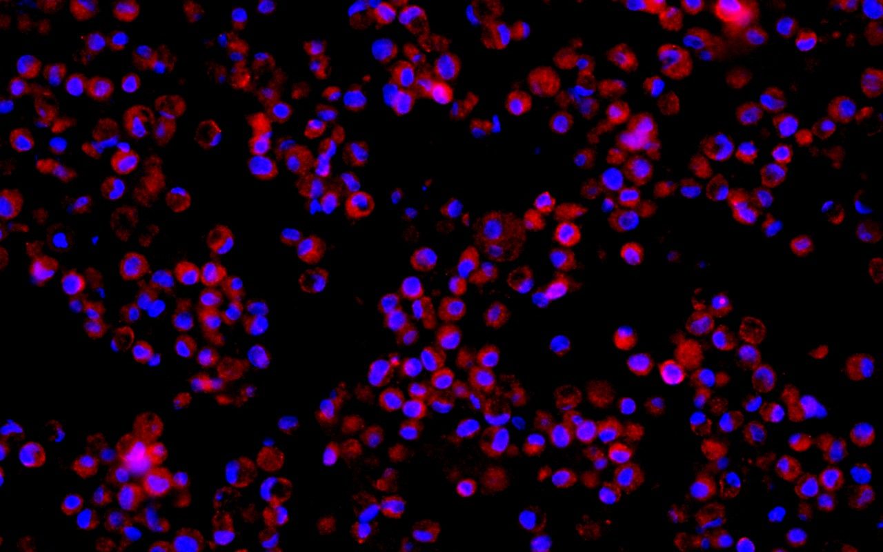 Fluorescent microscopy image showing numerous round cells in red and blue against a black background.